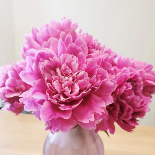 Sarah Bernhardt Peony